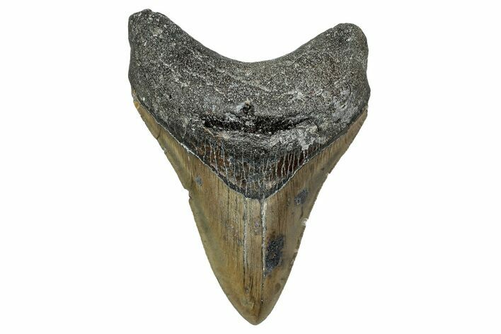 Serrated, Fossil Megalodon Tooth - North Carolina #340864